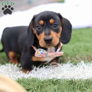 Macy, Dachshund Puppy